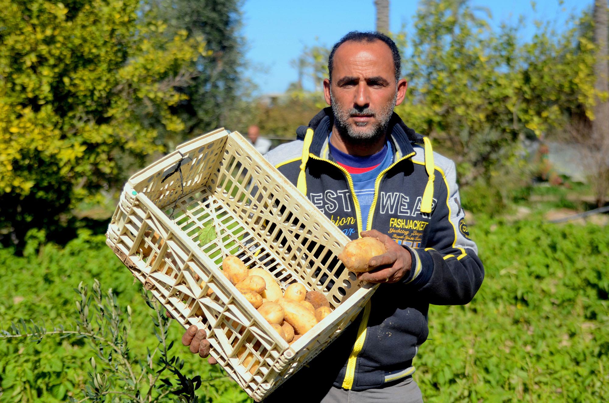 Shaban stands in his Gaza agriculture field with sweet potatoes.