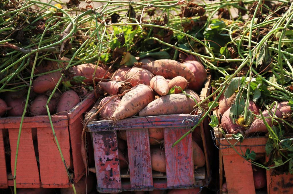 sweet-potato-farming-in-gaza-brings-cash-and-tasty-treats-anera