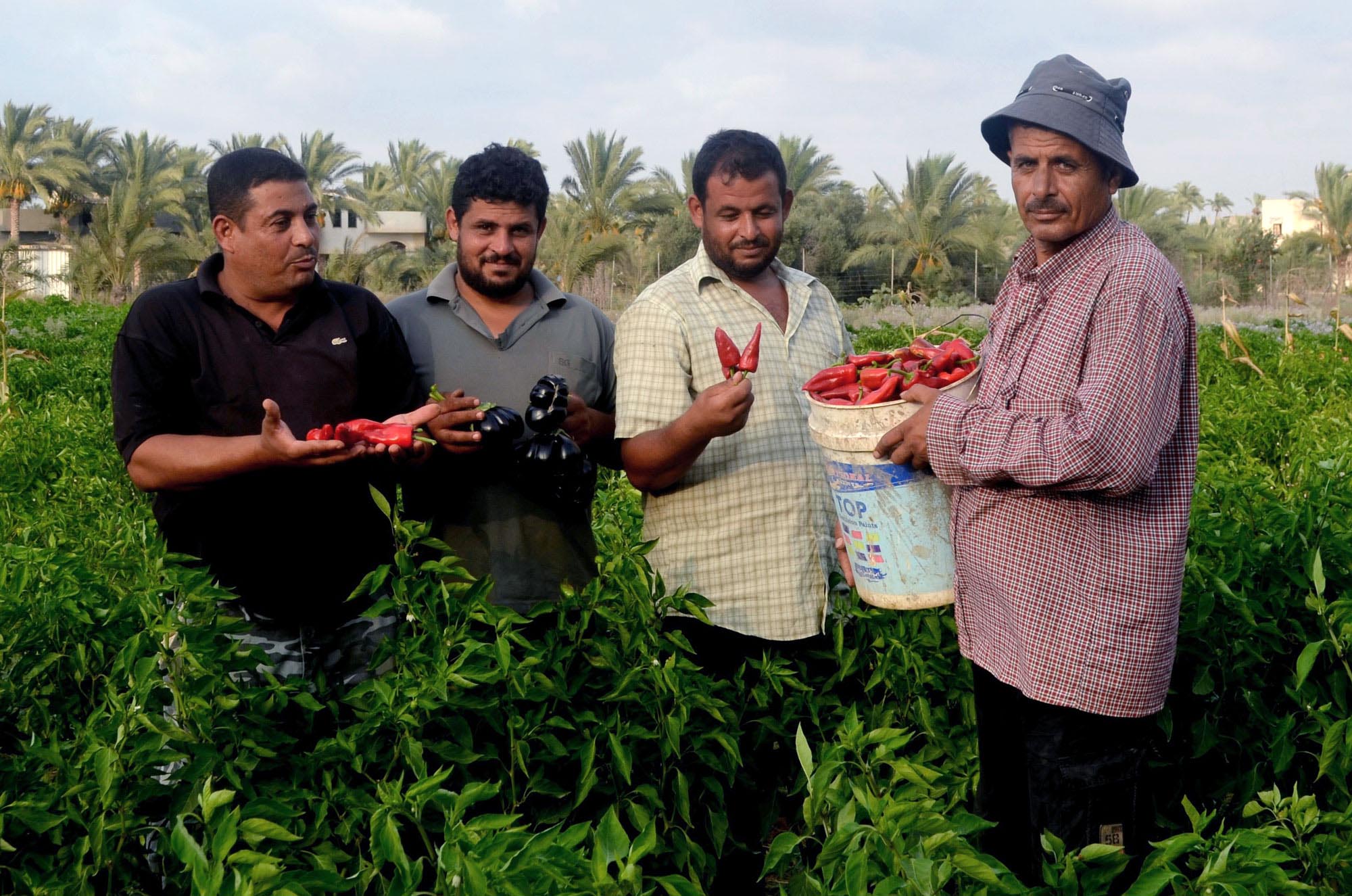 As the Gaza humanitarian crisis worsens, farmers band together to make ends meet.