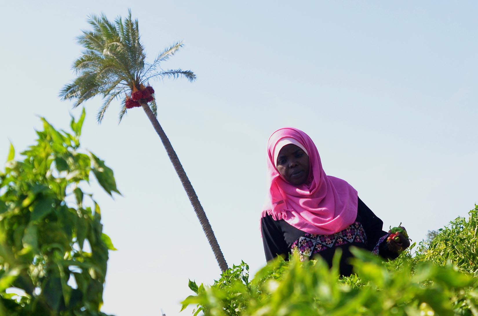 Gaza women launch farm-to-table food production businesses and join co-ops to make the most of their skills.