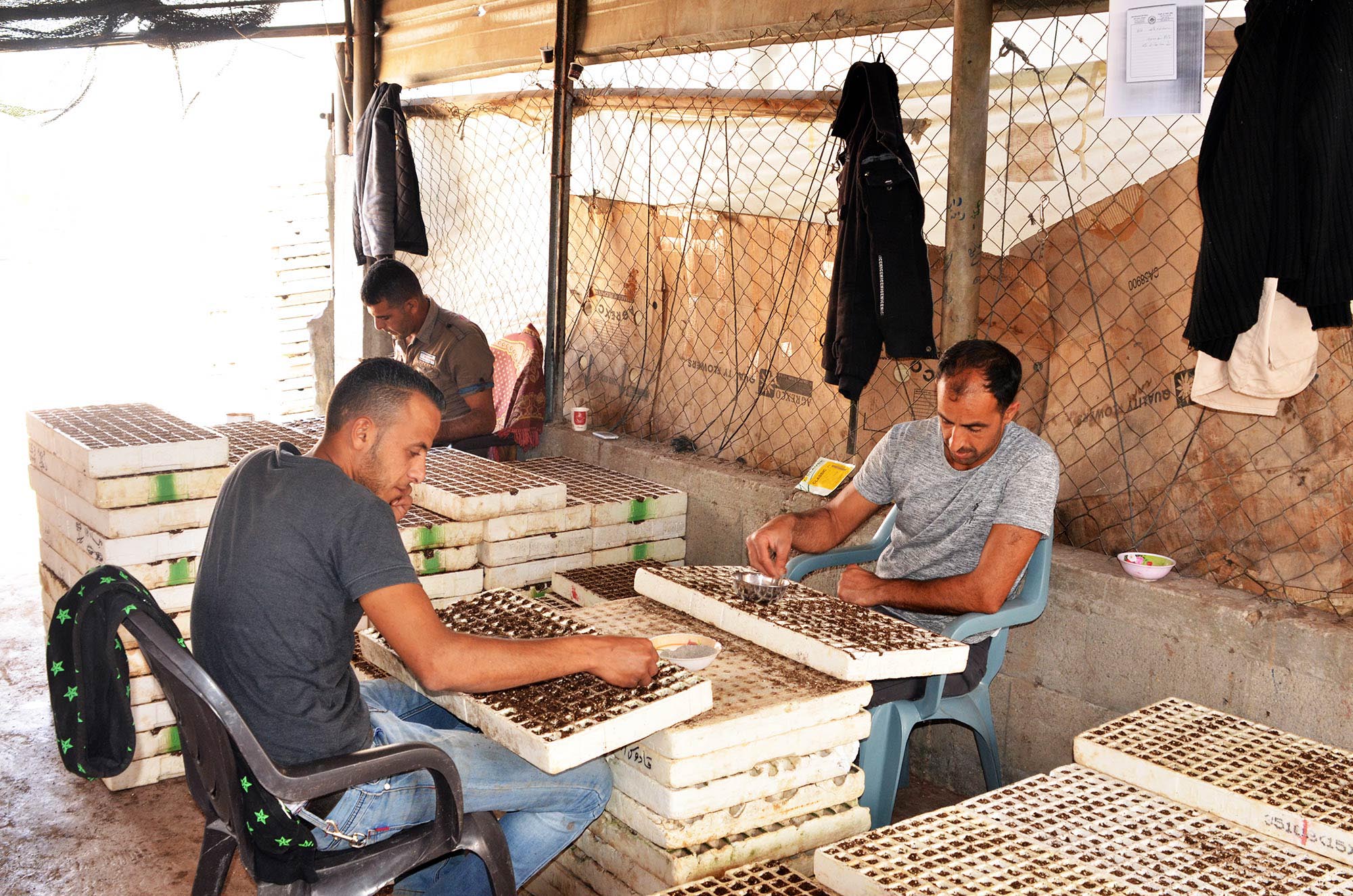 Grafting in Gaza